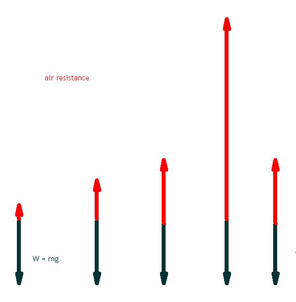 Force arrows showing the relative forces at different stages of a person in a frefall jump