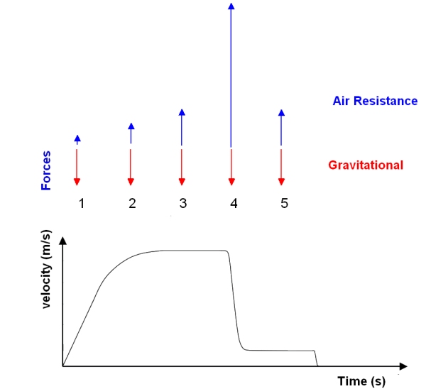 Velocity-time graph and force vectors for a skydiver